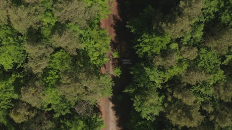 Road through a pine forest seen from above.