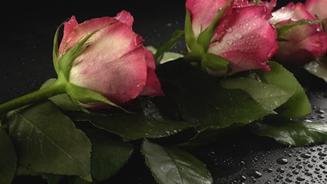 浪漫细节，粉色玫瑰