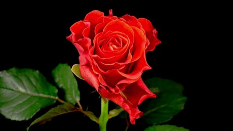 Rose flower on black background