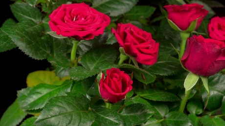 Roses opening their petals on a rosebush