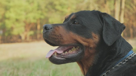 Rottweiler waiting in a forest.