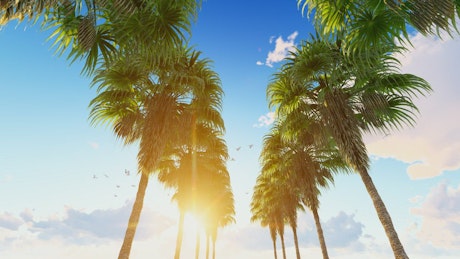 Row of palm trees on the Hawaii beach