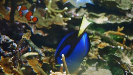 Royal blue tang fish swim in coral reef with clownfish and chromis.
