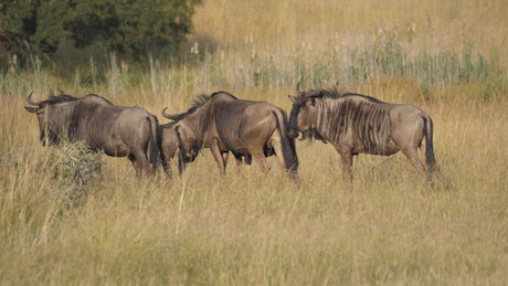 Safari animals in the wild.