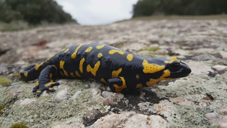 Salamander on rocks.