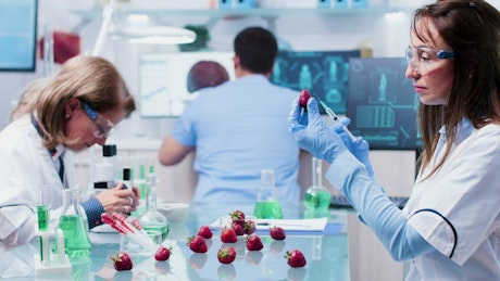 Scientist injects strawberry in research lab.
