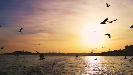 日落时，海鸟在水面上以慢动作飞行
