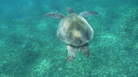 Sea Turtle swimming in a clear bay.