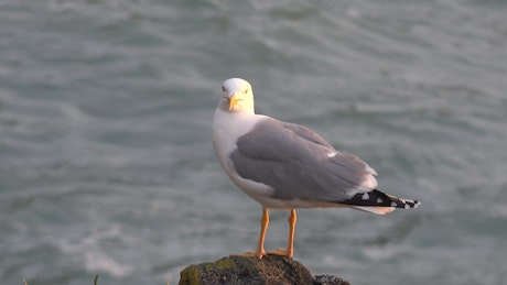Seagull standing on a rock.