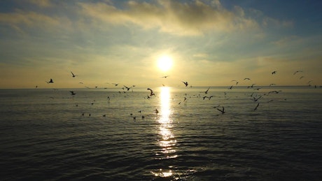 Seagulls against the horizon