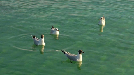 Seagulls floating on the water