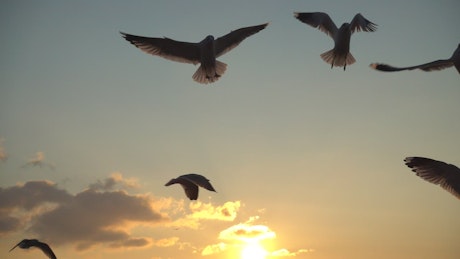 日落时海鸥在天空上空飞翔