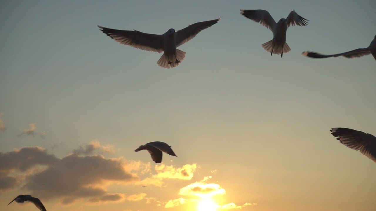 Seagulls flying over the sky at sunset LIVE DRAW TOTO WUHAN 