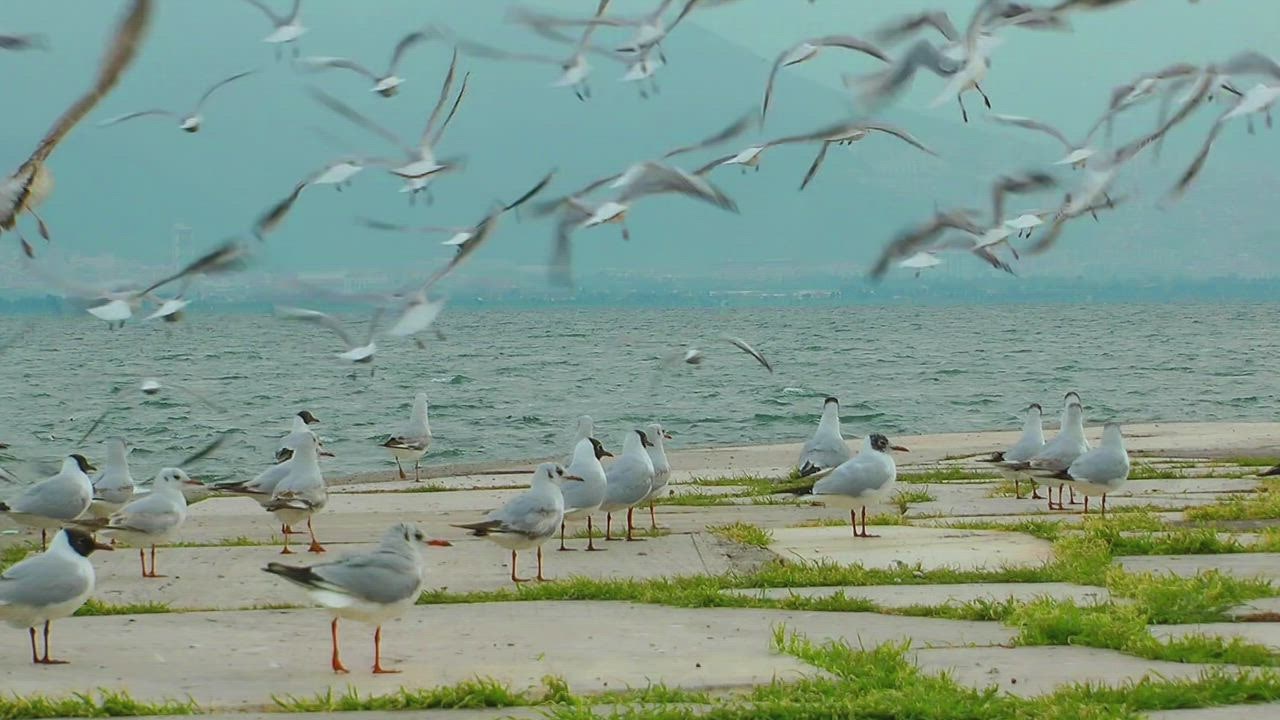 ⁣Burung Camar Di Boardwalk Dengan Laut Di Latar Belakang - Vide judi slot 888 o Stok Gratis