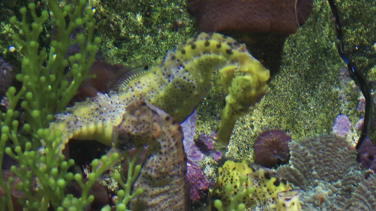Seahorses in  LIVE DRAW a marine aquarium fish tank close up