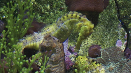 Seahorses in a marine aquarium fish tank close up.