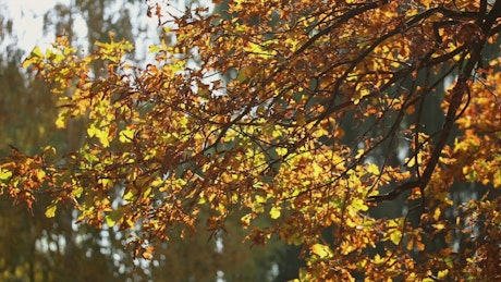 Seasons change in autumn on an oak tree.