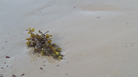 Seaweed left on the shore