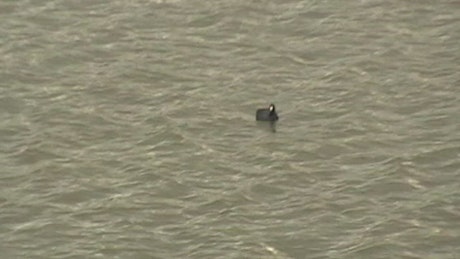 Shaky camera zooms on a duck floating on the lake.