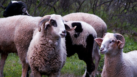 Sheep feeding.