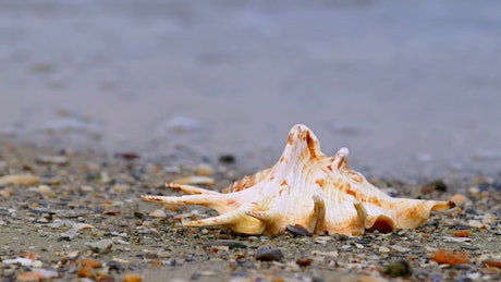 Shell on the sand on the shore of a beach