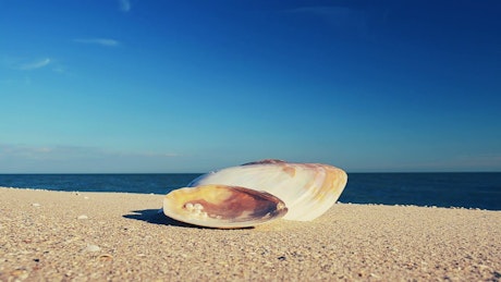 Shell washed ashore on the beach.
