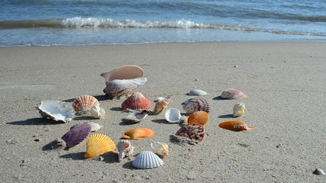 Shells on the shore.