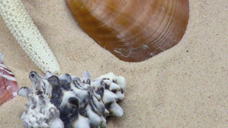 Shells, oysters and starfish on sand, close up