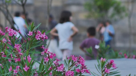 Shrub with flowers in a square with people walking.