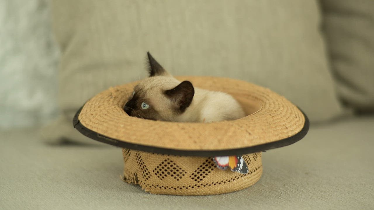 Siamese cat inside a  LIVE DRAW hat
