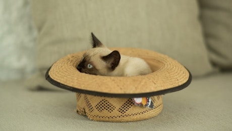 Siamese cat inside a hat.