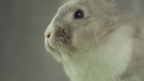 Side profile of a grey soft rabbit.