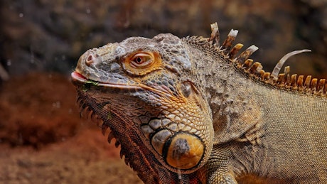 Side profile of Iguana as it sticks its tongue out.