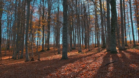 Silent and meditative autumn landscape.