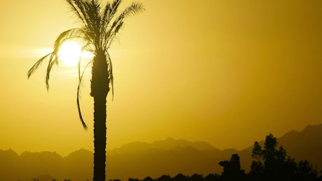 Silhouette of a palm tree at sunset.