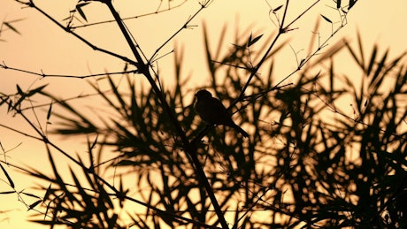 Silhouette of a Sparrow