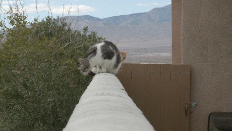 傻猫站在阳台上