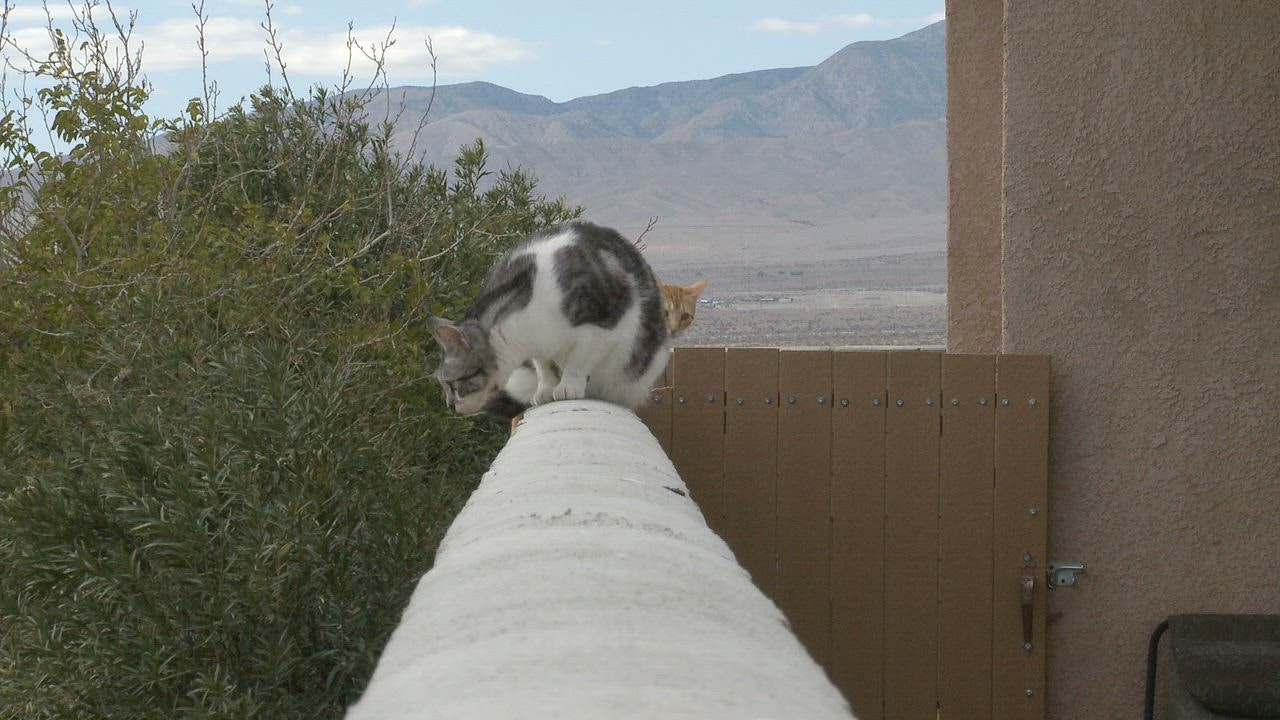 ⁣Silly cats standi ikan slot ng on a balcony