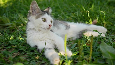 Silly kitten resting on the grass.