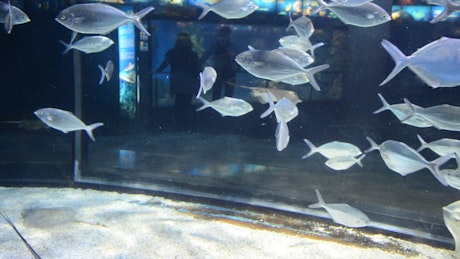 Silver fish in an Aquarium
