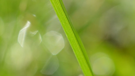 Single blade of grass in focus