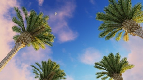Sky of a sunny day with birds and palm trees.