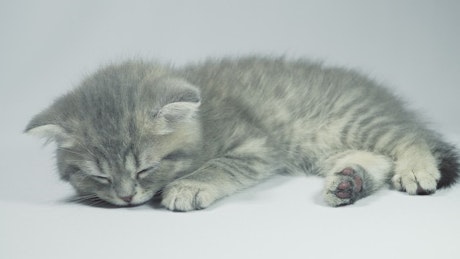 Sleeping cute kitten waking up slowly from a nap.