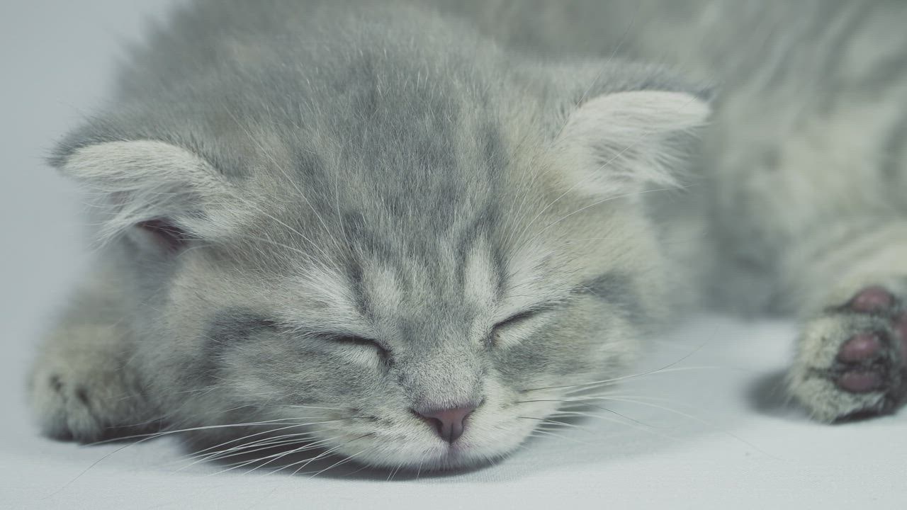 ⁣Sleepy grey kitten w ayo judi aking up from a nap