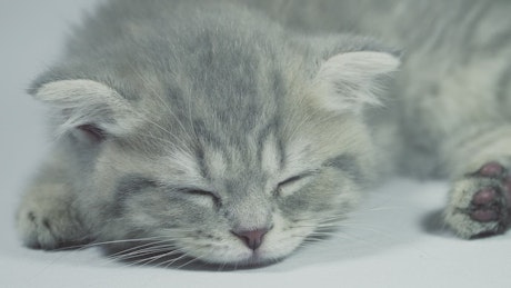 瞌睡的灰色小猫从小睡中醒来