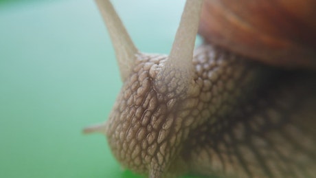 Slimy snail moving, close up.
