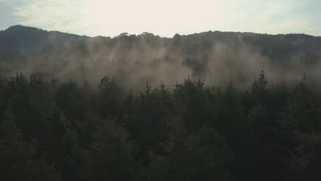 Slow aerial tour through a mist-covered forest.