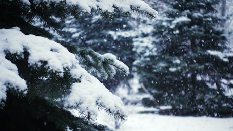 Slow motion of snow falling in the Pine Forest.