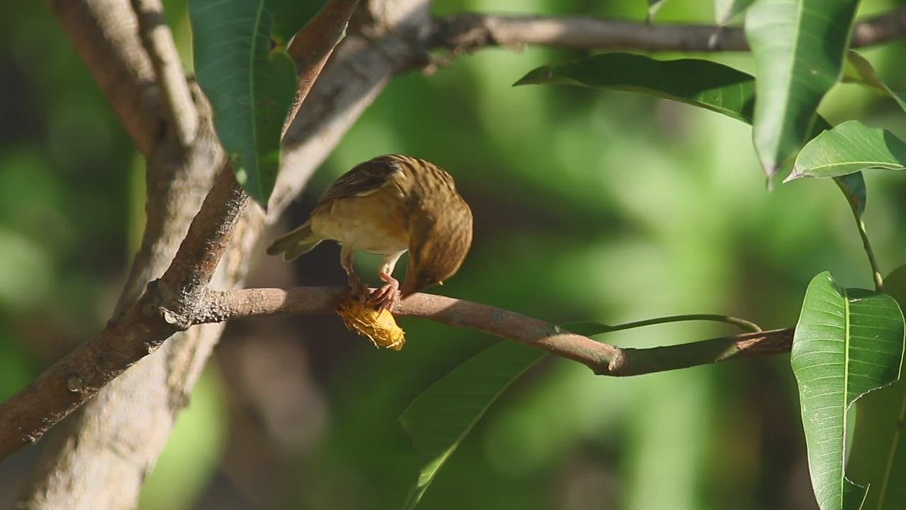Small bird eating an insect - Free Stock Video