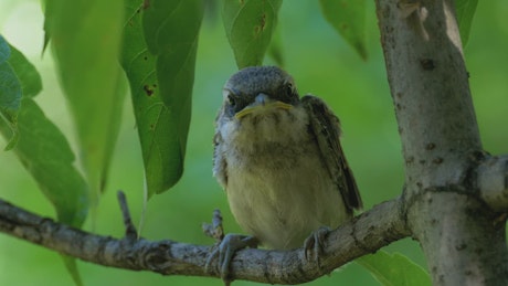 Small bird perched on a tree branch.
